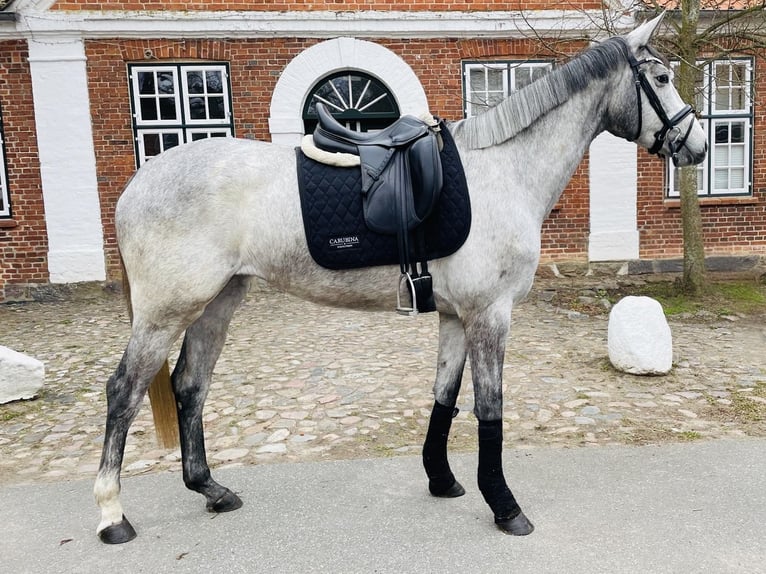 Koń trakeński Klacz 3 lat 167 cm Siwa in Panker