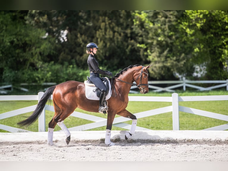Koń trakeński Klacz 3 lat 168 cm Gniada in Panker