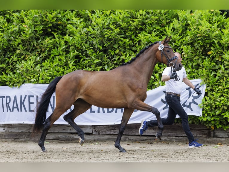 Koń trakeński Klacz 3 lat 169 cm Gniada in Neumünster