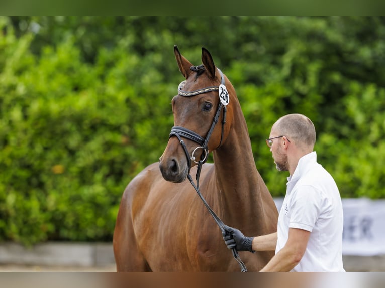 Koń trakeński Klacz 3 lat 169 cm Gniada in Neumünster