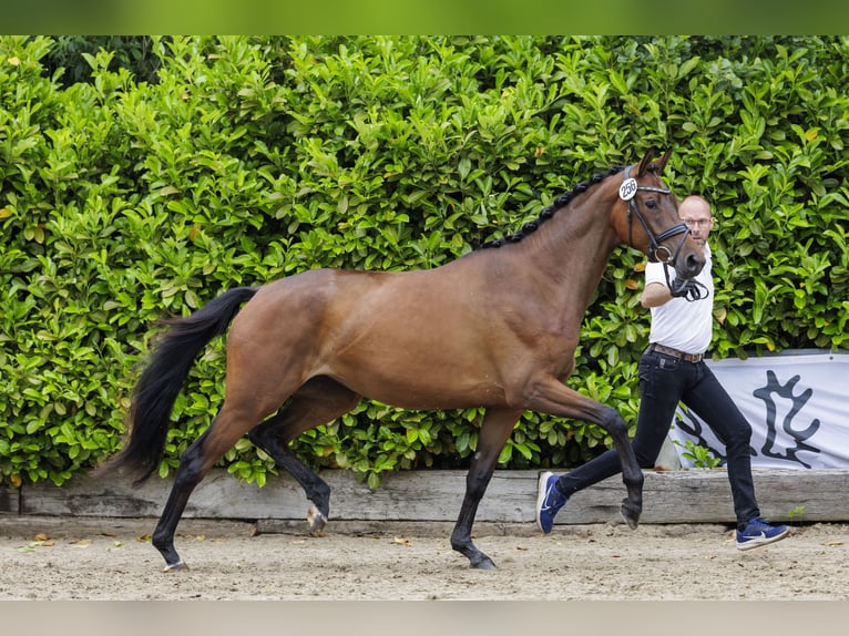 Koń trakeński Klacz 3 lat 169 cm Gniada in Neumünster