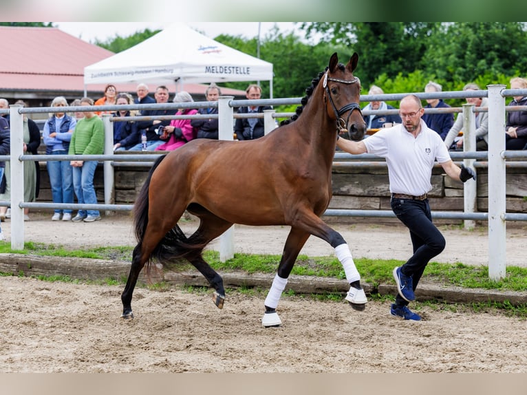 Koń trakeński Klacz 3 lat 169 cm Gniada in Neumünster