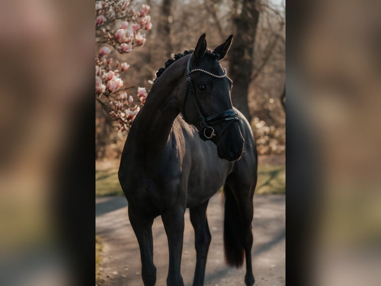 Koń trakeński Klacz 3 lat 169 cm Kara in Skals