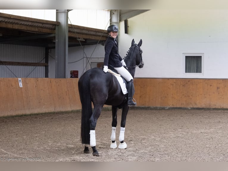 Koń trakeński Klacz 3 lat 169 cm Skarogniada in Neumünster