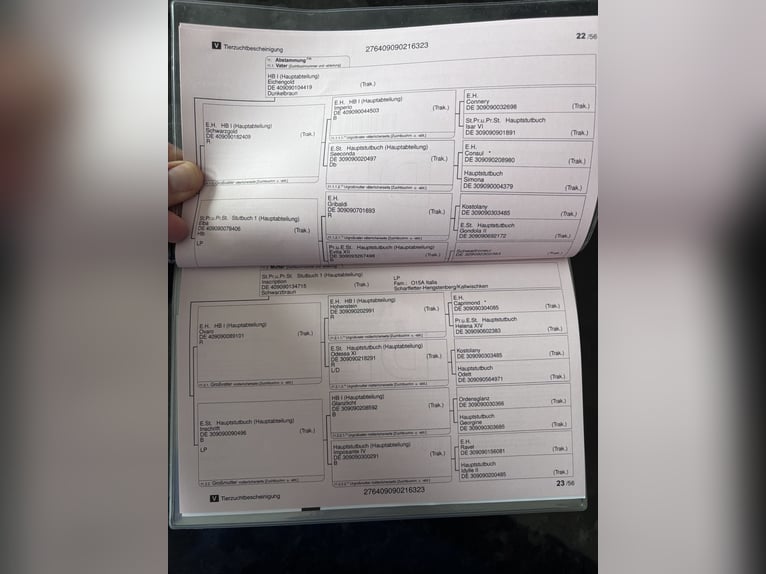 Koń trakeński Klacz 3 lat 170 cm Ciemnogniada in Langenenslingen