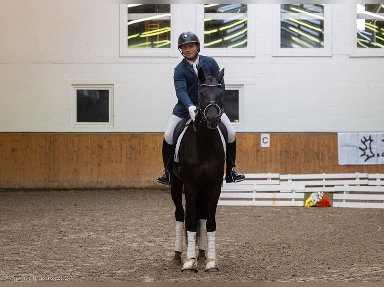 Koń trakeński Klacz 3 lat 170 cm Kara in Neumünster