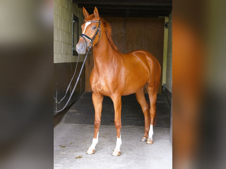 Koń trakeński Klacz 3 lat 170 cm Kasztanowata in Coesfeld