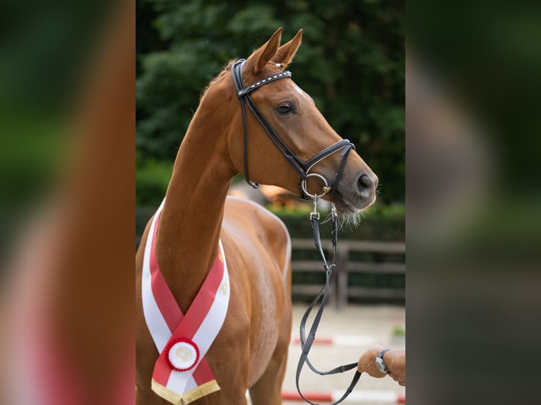 Koń trakeński Klacz 3 lat 171 cm Kasztanowata in Rüsselsheim