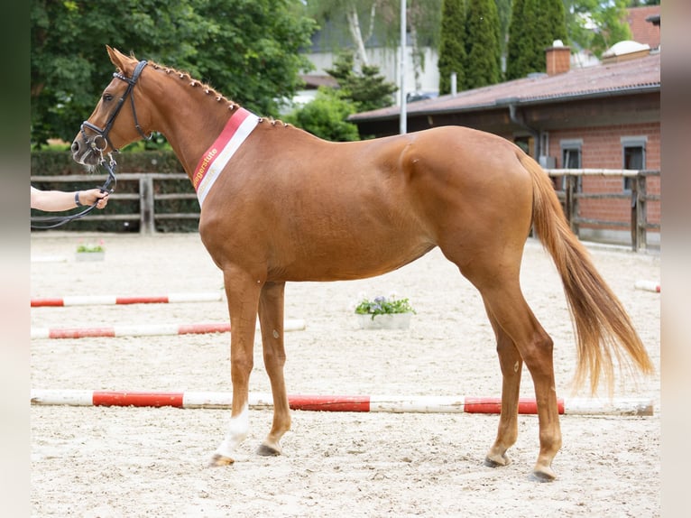 Koń trakeński Klacz 3 lat 171 cm Kasztanowata in Rüsselsheim