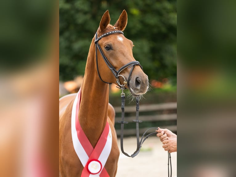 Koń trakeński Klacz 3 lat 171 cm Kasztanowata in Rüsselsheim