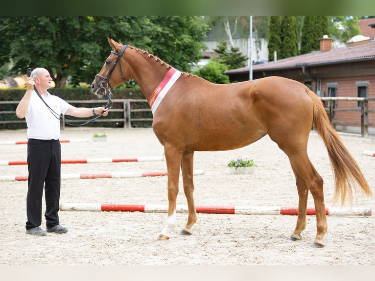 Koń trakeński Klacz 3 lat 171 cm Kasztanowata in Hörstein-Alzenau in Unterfranken