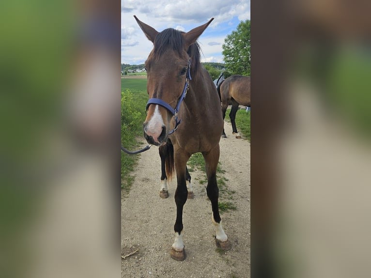 Koń trakeński Klacz 3 lat 178 cm Gniada in Adelsried