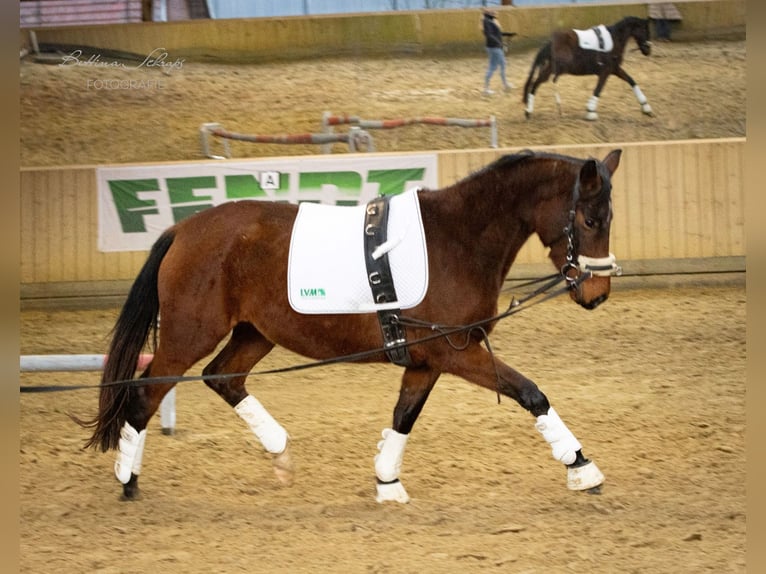 Koń trakeński Klacz 4 lat 155 cm Gniada in Bad Wildungen