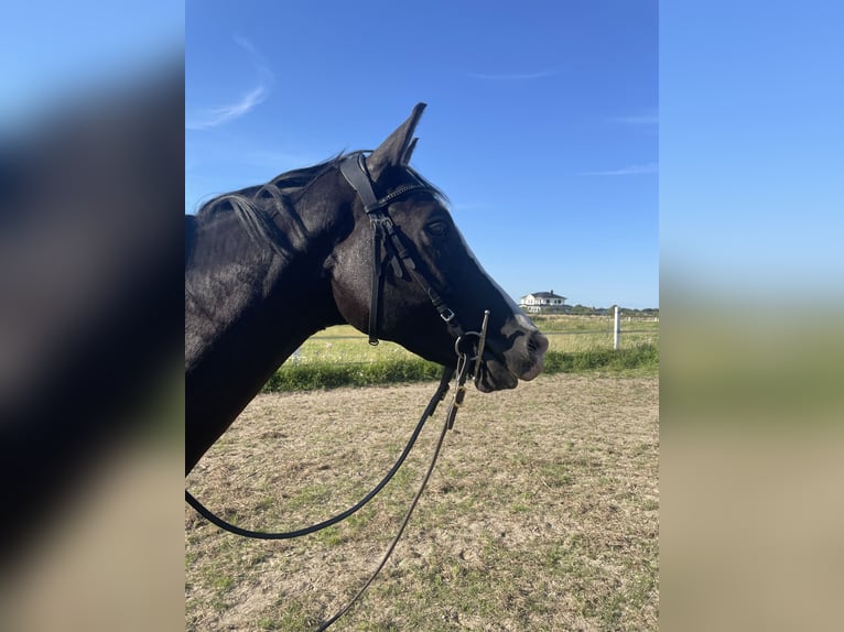 Koń trakeński Klacz 4 lat 155 cm Kara in Hedwigenkoog