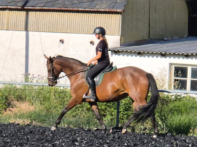Koń trakeński Klacz 4 lat 158 cm Gniada in Jahnsdorf