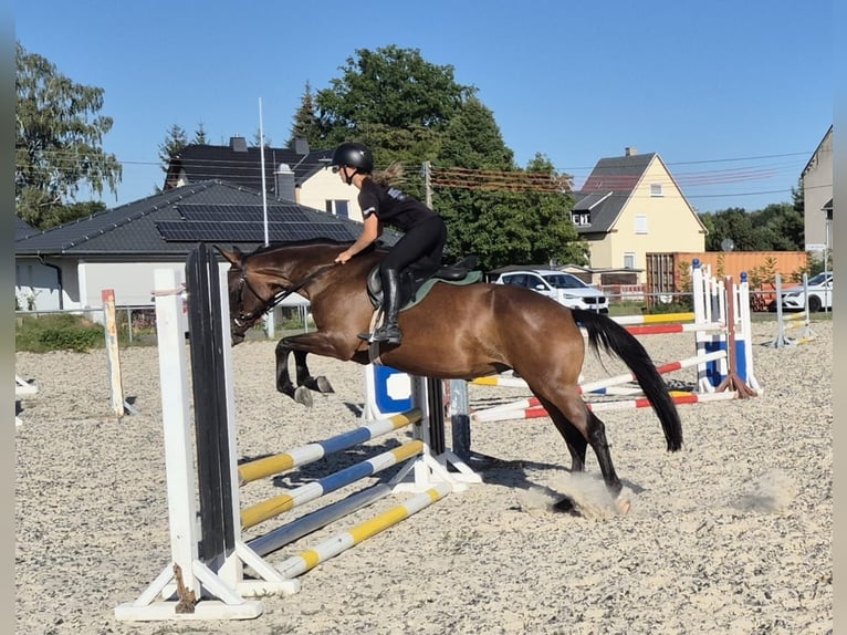 Koń trakeński Klacz 4 lat 158 cm Gniada in Jahnsdorf