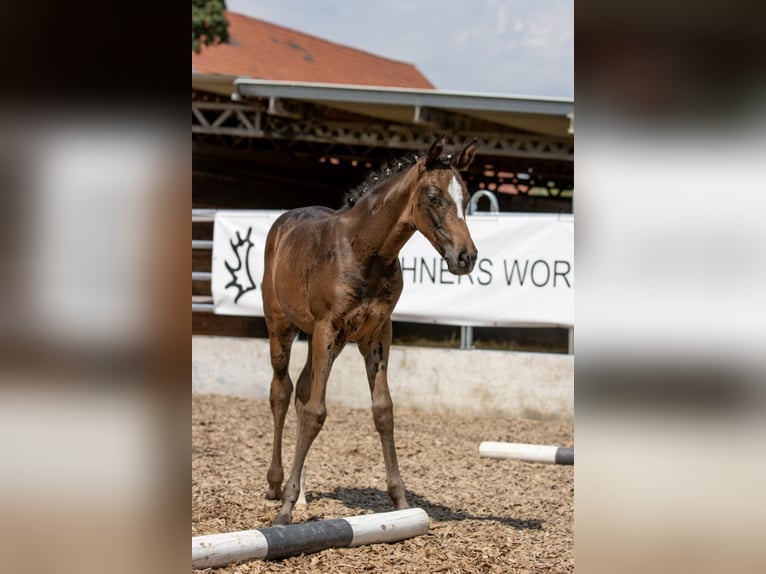 Koń trakeński Klacz 4 lat 160 cm Gniada in Günzburg