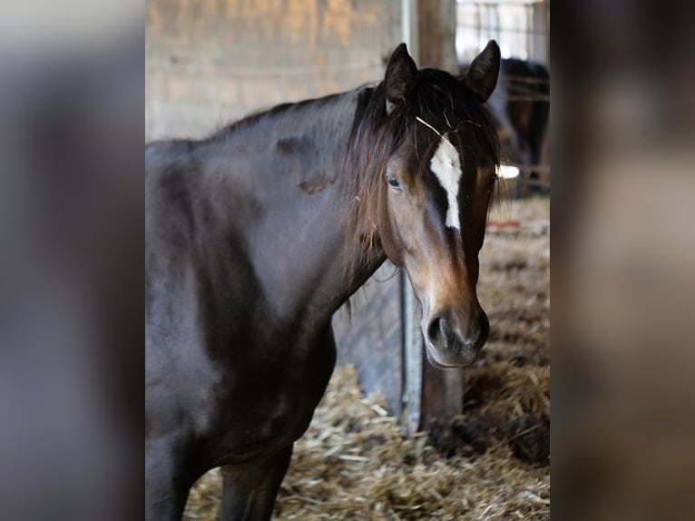 Koń trakeński Klacz 4 lat 160 cm Gniada in Günzburg