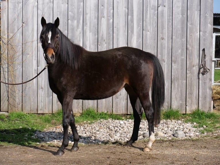 Koń trakeński Klacz 4 lat 160 cm Gniada in Günzburg