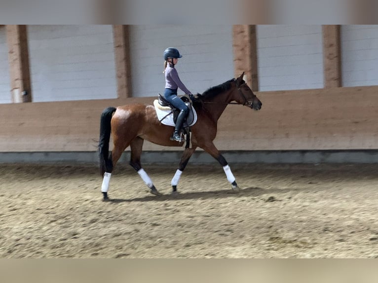 Koń trakeński Klacz 4 lat 160 cm Gniada in Ganschow