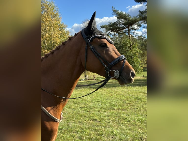 Koń trakeński Klacz 4 lat 160 cm Kasztanowata in Klein-Heide