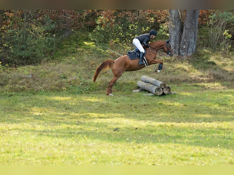 Koń trakeński Klacz 4 lat 160 cm Kasztanowata in Klein-Heide