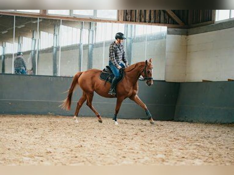 Koń trakeński Klacz 4 lat 160 cm Kasztanowata in Klein-Heide