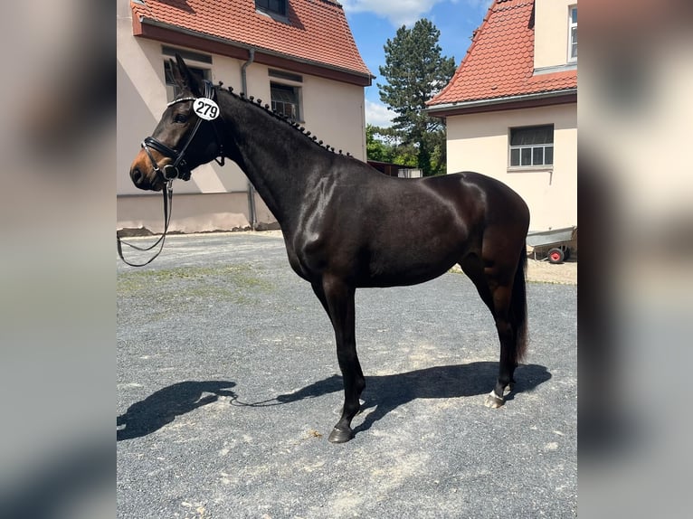 Koń trakeński Klacz 4 lat 162 cm Ciemnogniada in Colmnitz