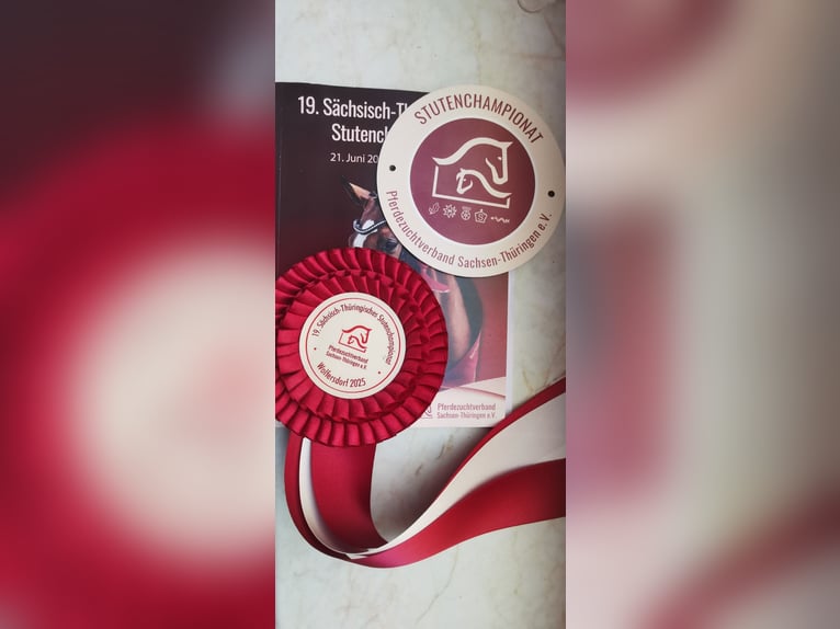 Koń trakeński Klacz 4 lat 162 cm Ciemnogniada in Colmnitz