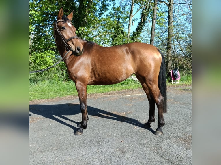 Koń trakeński Klacz 4 lat 162 cm Jasnogniada in Mügeln