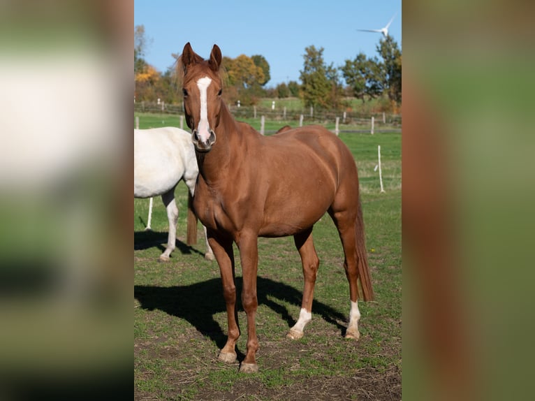 Koń trakeński Klacz 4 lat 163 cm Kasztanowata in Kneitlingen