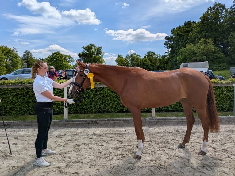 Koń trakeński Klacz 4 lat 163 cm Kasztanowata in Kutzleben