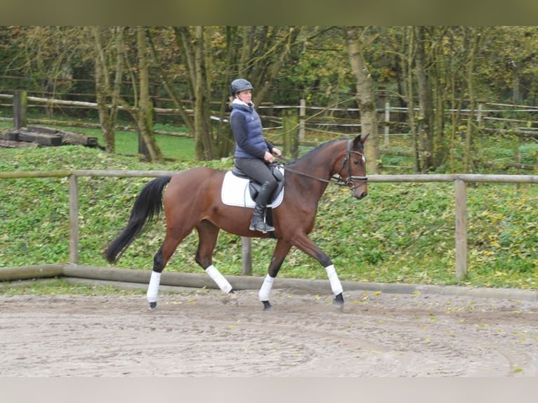 Koń trakeński Klacz 4 lat 164 cm Gniada in Wellheim