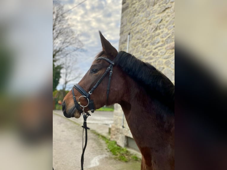 Koń trakeński Klacz 4 lat 164 cm Gniada in Langenfeld