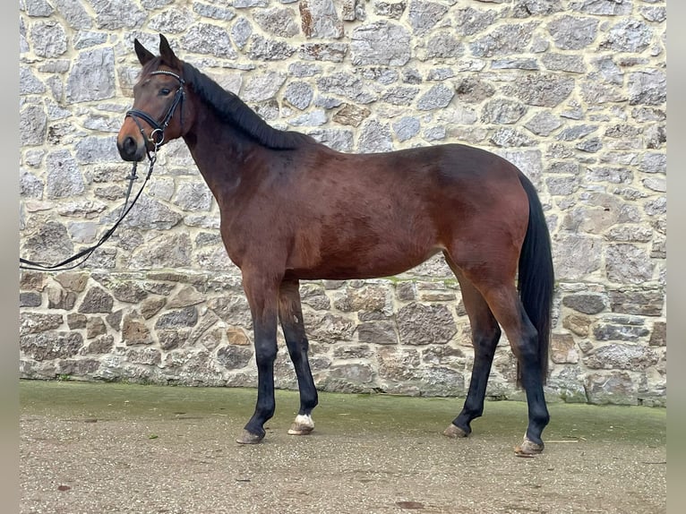 Koń trakeński Klacz 4 lat 164 cm Gniada in Langenfeld