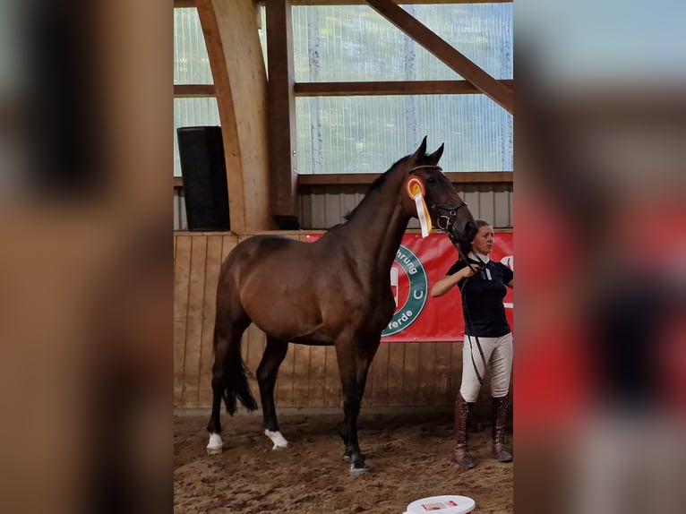 Koń trakeński Klacz 4 lat 164 cm Gniada in Majenfelde