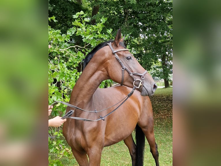 Koń trakeński Klacz 4 lat 164 cm Gniada in Majenfelde