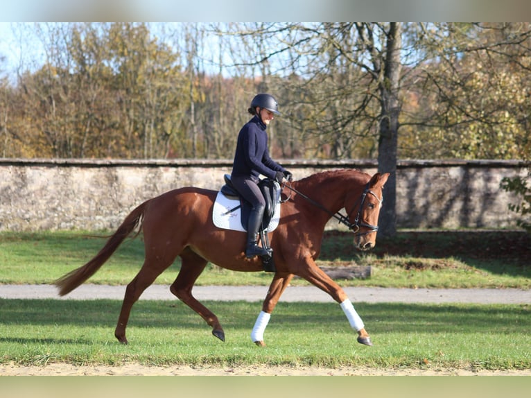 Koń trakeński Klacz 4 lat 164 cm Kasztanowata in Bodenfelde