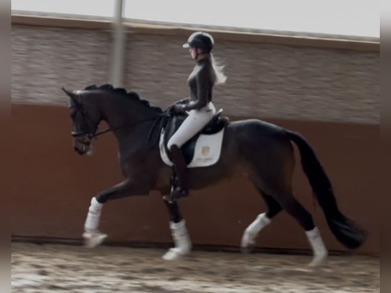 Koń trakeński Klacz 4 lat 165 cm Ciemnogniada in Wehringen