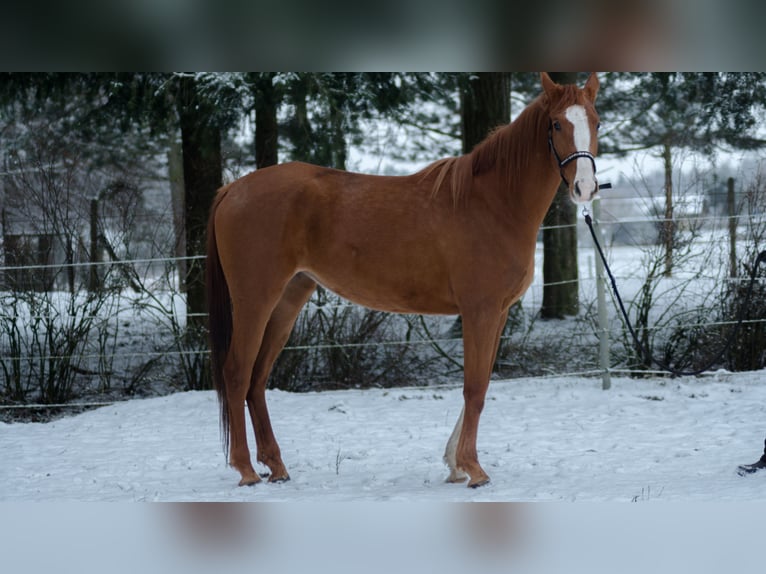 Koń trakeński Klacz 4 lat 165 cm Kasztanowata in Wandlitz