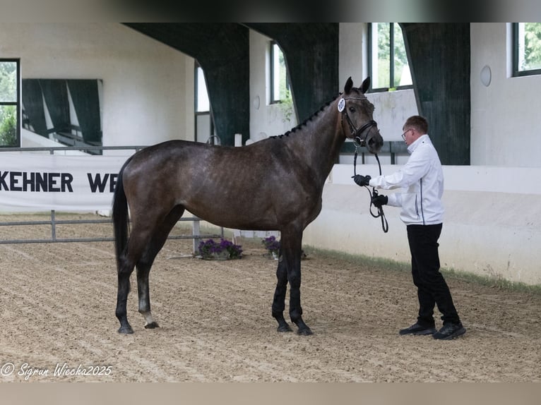 Koń trakeński Klacz 4 lat 165 cm Siwa in Langerwehe