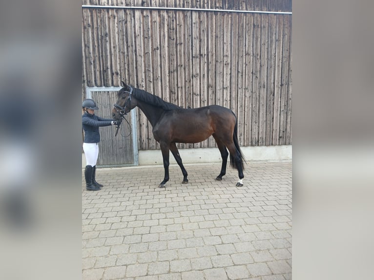 Koń trakeński Klacz 4 lat 166 cm Ciemnogniada in Königsbrunn