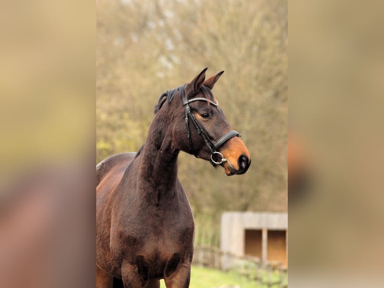 Koń trakeński Klacz 4 lat 167 cm Gniada in Bodenfelde/Nienovee