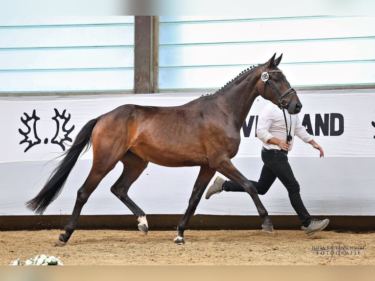 Koń trakeński Klacz 4 lat 168 cm Ciemnogniada in Königsbrunn