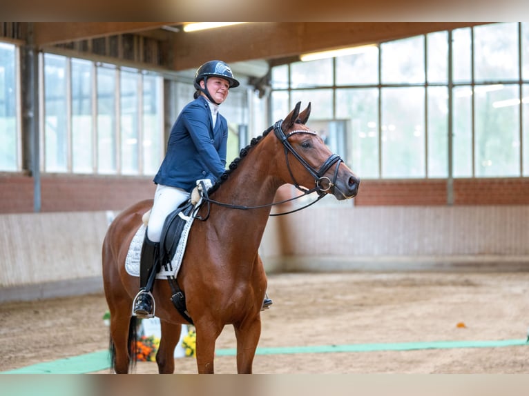 Koń trakeński Klacz 4 lat 168 cm Gniada in Warendorf