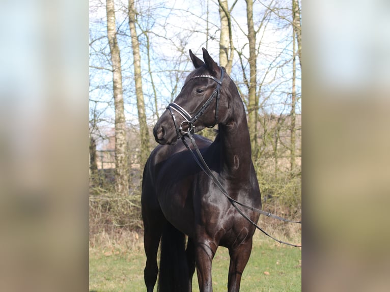 Koń trakeński Klacz 4 lat 168 cm Kara in Hollenstedt