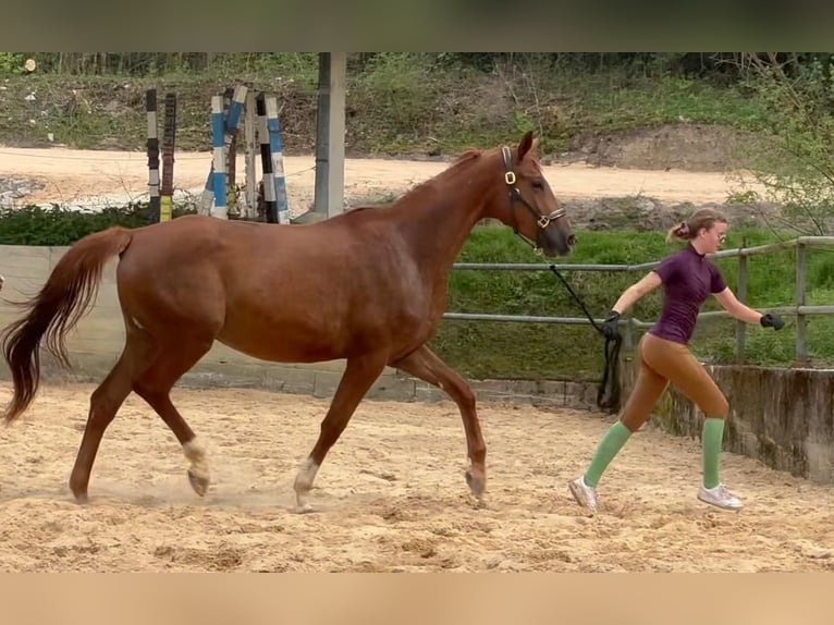 Koń trakeński Klacz 4 lat 168 cm Kasztanowata in Wehringen