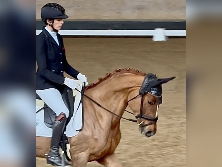 Koń trakeński Klacz 4 lat 168 cm Kasztanowata in Waakirchen