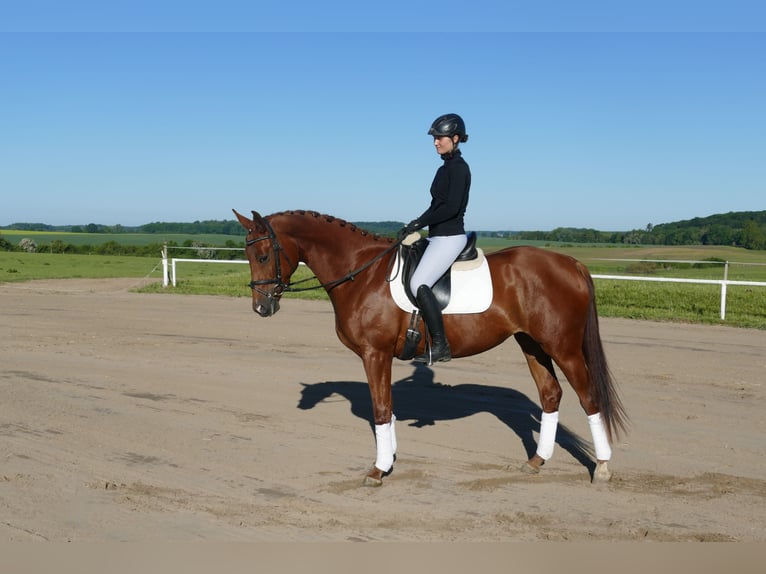 Koń trakeński Klacz 4 lat 169 cm Kasztanowata in Ganschow