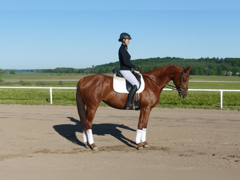 Koń trakeński Klacz 4 lat 169 cm Kasztanowata in Ganschow